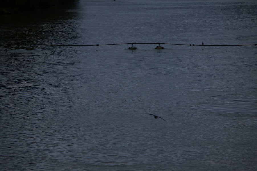 Les Oiseaux: Ecluse d evry 437